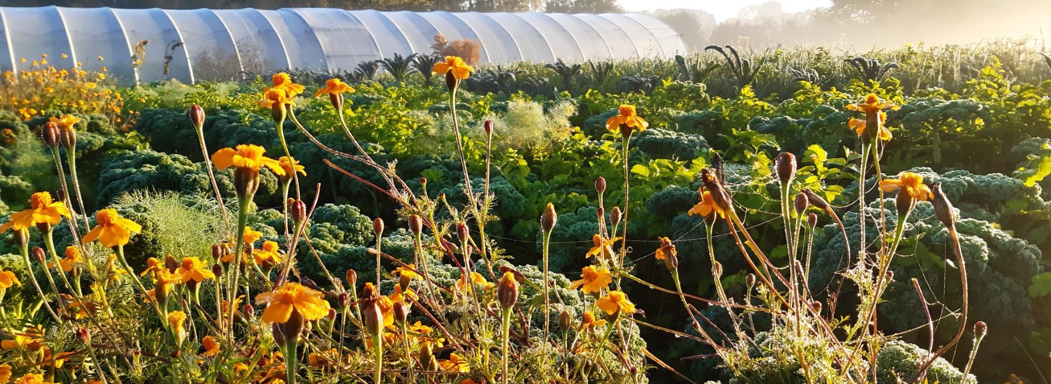 Solidarische Landwirtschaft für Krefeld – SoLaWi GemüseKollektiv