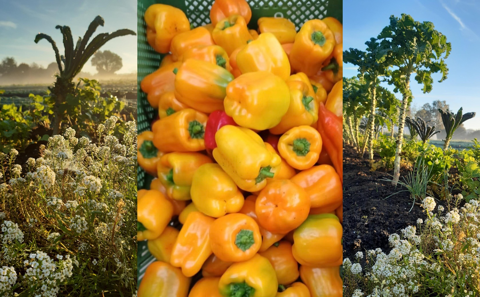 Solidarische Landwirtschaft für Krefeld – SoLaWi GemüseKollektiv