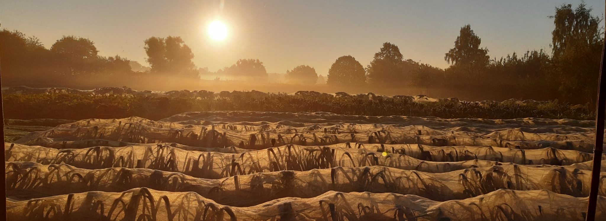 Solidarische Landwirtschaft für Krefeld – SoLaWi GemüseKollektiv